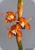 Coelogyne ecarinata